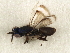  ( - 11ANIC-17482)  @11 [ ] CreativeCommons - Attribution (2011) ANIC/CBG Photography Group Centre for Biodiversity Genomics
