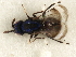  ( - 11ANIC-17483)  @11 [ ] CreativeCommons - Attribution (2011) ANIC/CBG Photography Group Centre for Biodiversity Genomics