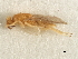  ( - 11ANIC-17485-LEG)  @11 [ ] CreativeCommons - Attribution (2011) ANIC/CBG Photography Group Centre for Biodiversity Genomics