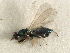  ( - 11ANIC-17488)  @13 [ ] CreativeCommons - Attribution (2011) ANIC/CBG Photography Group Centre for Biodiversity Genomics