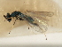  ( - 11ANIC-17490)  @13 [ ] CreativeCommons - Attribution (2011) ANIC/CBG Photography Group Centre for Biodiversity Genomics