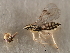  ( - 11ANIC-17498)  @11 [ ] CreativeCommons - Attribution (2011) ANIC/CBG Photography Group Centre for Biodiversity Genomics