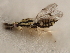  ( - 11ANIC-17499)  @11 [ ] CreativeCommons - Attribution (2011) ANIC/CBG Photography Group Centre for Biodiversity Genomics