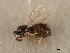  (Tachinobia - 11ANIC-17503)  @13 [ ] CreativeCommons - Attribution (2011) ANIC/CBG Photography Group Centre for Biodiversity Genomics