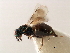  (Astichus bilineatus - 11ANIC-17506-LEG)  @11 [ ] CreativeCommons - Attribution (2011) ANIC/CBG Photography Group Centre for Biodiversity Genomics