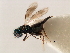  ( - 11ANIC-17508)  @11 [ ] CreativeCommons - Attribution (2011) ANIC/CBG Photography Group Centre for Biodiversity Genomics