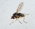  ( - NHMUK014421607)  @11 [ ] Unspecified (default): All Rights Reserved  Ben W Price Natural History Museum, London