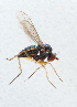  ( - NHMUK014421607)  @11 [ ] Unspecified (default): All Rights Reserved  Ben W Price Natural History Museum, London