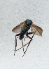  (Hercostomus nigripennis - NHMUK014421608)  @11 [ ] Unspecified (default): All Rights Reserved  Ben W Price Natural History Museum, London