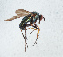  ( - NHMUK014421608)  @11 [ ] Unspecified (default): All Rights Reserved  Ben W Price Natural History Museum, London
