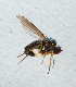  ( - NHMUK014432509)  @11 [ ] Unspecified (default): All Rights Reserved  Ben W Price Natural History Museum, London
