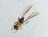  ( - NHMUK014432509)  @11 [ ] Unspecified (default): All Rights Reserved  Ben W Price Natural History Museum, London