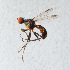  ( - NHMUK014432516)  @11 [ ] Unspecified (default): All Rights Reserved  Ben W Price Natural History Museum, London
