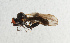  ( - NHMUK014432517)  @11 [ ] Unspecified (default): All Rights Reserved  Ben W Price Natural History Museum, London