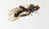  ( - NHMUK014432517)  @11 [ ] Unspecified (default): All Rights Reserved  Ben W Price Natural History Museum, London