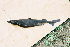  ( - BPS-0458)  @12 [ ] Copyright (2002) Samuel P. Iglesias Museum national d'Histoire naturelle