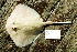  (Urolophidae - BPS-0507)  @14 [ ] Copyright (2002) Samuel P. Iglesias Museum national d'Histoire naturelle