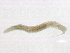  ( - 08BBANN-112)  @12 [ ] CreativeCommons - Attribution (2010) CBG Photography Group Centre for Biodiversity Genomics