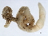  (Tubifex tubifex - 08BBANN-117)  @12 [ ] CreativeCommons - Attribution (2010) CBG Photography Group Centre for Biodiversity Genomics