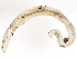  ( - 08BBANN-132)  @13 [ ] CreativeCommons - Attribution (2010) CBG Photography Group Centre for Biodiversity Genomics