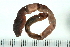  ( - 08BBANN-052)  @12 [ ] CreativeCommons - Attribution (2009) Unspecified Centre for Biodiversity Genomics