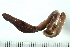  (Lumbricus rubellus L2 - 08BBANN-053)  @14 [ ] CreativeCommons - Attribution (2009) Unspecified Centre for Biodiversity Genomics