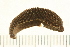  (Glossiphoniinae - 08BBANN-013)  @13 [ ] CreativeCommons - Attribution (2008) Unspecified Centre for Biodiversity Genomics