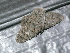  ( - CLV47923)  @11 [ ] CreativeCommons - Attribution Non-Commercial Share-Alike (2024) Carlos Lopez Vaamonde Institut de Recherche sur la Biologie de l'Insecte