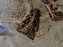  ( - CLV47847)  @11 [ ] CreativeCommons - Attribution Share-Alike (2023) Carlos Lopez Vaamonde Institut de Recherche sur la Biologie de l'Insecte