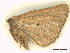  ( - CLV48088)  @11 [ ] CreativeCommons  Attribution Non-Commercial Share-Alike (2023) Carlos Lopez Vaamonde Institut National de la Recherche Agronomique, Zoologie Forestiere