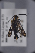  ( - CLV48098)  @11 [ ] CreativeCommons  Attribution Non-Commercial Share-Alike (2023) Carlos Lopez Vaamonde Institut National de la Recherche Agronomique, Zoologie Forestiere