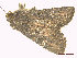 ( - CLV48125)  @11 [ ] CreativeCommons  Attribution Non-Commercial Share-Alike (2023) Carlos Lopez Vaamonde Institut National de la Recherche Agronomique, Zoologie Forestiere