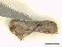  ( - CLV48138)  @11 [ ] CreativeCommons  Attribution Non-Commercial Share-Alike (2023) Carlos Lopez Vaamonde Institut National de la Recherche Agronomique, Zoologie Forestiere
