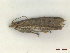  (Ancylosis ustella - CLV48156)  @11 [ ] CreativeCommons  Attribution Non-Commercial Share-Alike (2023) Carlos Lopez Vaamonde Institut National de la Recherche Agronomique, Zoologie Forestiere
