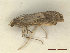  ( - CLV48168)  @11 [ ] CreativeCommons  Attribution Non-Commercial Share-Alike (2023) Carlos Lopez Vaamonde Institut National de la Recherche Agronomique, Zoologie Forestiere
