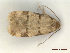  (Symmoca hendrikseni - CLV48180)  @11 [ ] CreativeCommons  Attribution Non-Commercial Share-Alike (2023) Carlos Lopez Vaamonde Institut National de la Recherche Agronomique, Zoologie Forestiere