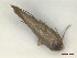  ( - CLV48188)  @11 [ ] CreativeCommons  Attribution Non-Commercial Share-Alike (2023) Carlos Lopez Vaamonde Institut National de la Recherche Agronomique, Zoologie Forestiere