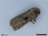 ( - CLV48433)  @11 [ ] CreativeCommons  Attribution Non-Commercial Share-Alike (2024) Carlos Lopez Vaamonde Institut National de la Recherche Agronomique, Zoologie Forestiere