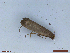 ( - CLV48439)  @11 [ ] CreativeCommons  Attribution Non-Commercial Share-Alike (2024) Carlos Lopez Vaamonde Institut National de la Recherche Agronomique, Zoologie Forestiere