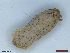  ( - CLV48469)  @11 [ ] CreativeCommons  Attribution Non-Commercial Share-Alike (2024) Carlos Lopez Vaamonde Institut National de la Recherche Agronomique, Zoologie Forestiere