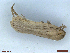  ( - CLV48477)  @11 [ ] CreativeCommons  Attribution Non-Commercial Share-Alike (2024) Carlos Lopez Vaamonde Institut National de la Recherche Agronomique, Zoologie Forestiere