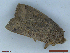  ( - CLV48505)  @11 [ ] CreativeCommons  Attribution Non-Commercial Share-Alike (2024) Carlos Lopez Vaamonde Institut National de la Recherche Agronomique, Zoologie Forestiere
