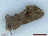  ( - CLV48516)  @11 [ ] CreativeCommons  Attribution Non-Commercial Share-Alike (2024) Carlos Lopez Vaamonde Institut National de la Recherche Agronomique, Zoologie Forestiere