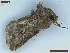  ( - CLV48517)  @11 [ ] CreativeCommons  Attribution Non-Commercial Share-Alike (2024) Carlos Lopez Vaamonde Institut National de la Recherche Agronomique, Zoologie Forestiere