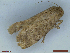  ( - CLV48519)  @11 [ ] CreativeCommons  Attribution Non-Commercial Share-Alike (2024) Carlos Lopez Vaamonde Institut National de la Recherche Agronomique, Zoologie Forestiere