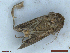  ( - CLV48535)  @11 [ ] CreativeCommons  Attribution Non-Commercial Share-Alike (2024) Carlos Lopez Vaamonde Institut National de la Recherche Agronomique, Zoologie Forestiere