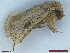  ( - CLV48536)  @11 [ ] CreativeCommons  Attribution Non-Commercial Share-Alike (2024) Carlos Lopez Vaamonde Institut National de la Recherche Agronomique, Zoologie Forestiere