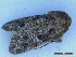  ( - CLV50025)  @11 [ ] CreativeCommons  Attribution Non-Commercial Share-Alike (2025) Carlos Lopez Vaamonde Institut National de la Recherche Agronomique, Zoologie Forestiere