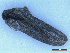  (Cucullia calendula - CLV50028)  @11 [ ] CreativeCommons  Attribution Non-Commercial Share-Alike (2025) Carlos Lopez Vaamonde Institut National de la Recherche Agronomique, Zoologie Forestiere
