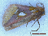  ( - CLV50035)  @11 [ ] CreativeCommons  Attribution Non-Commercial Share-Alike (2025) Carlos Lopez Vaamonde Institut National de la Recherche Agronomique, Zoologie Forestiere